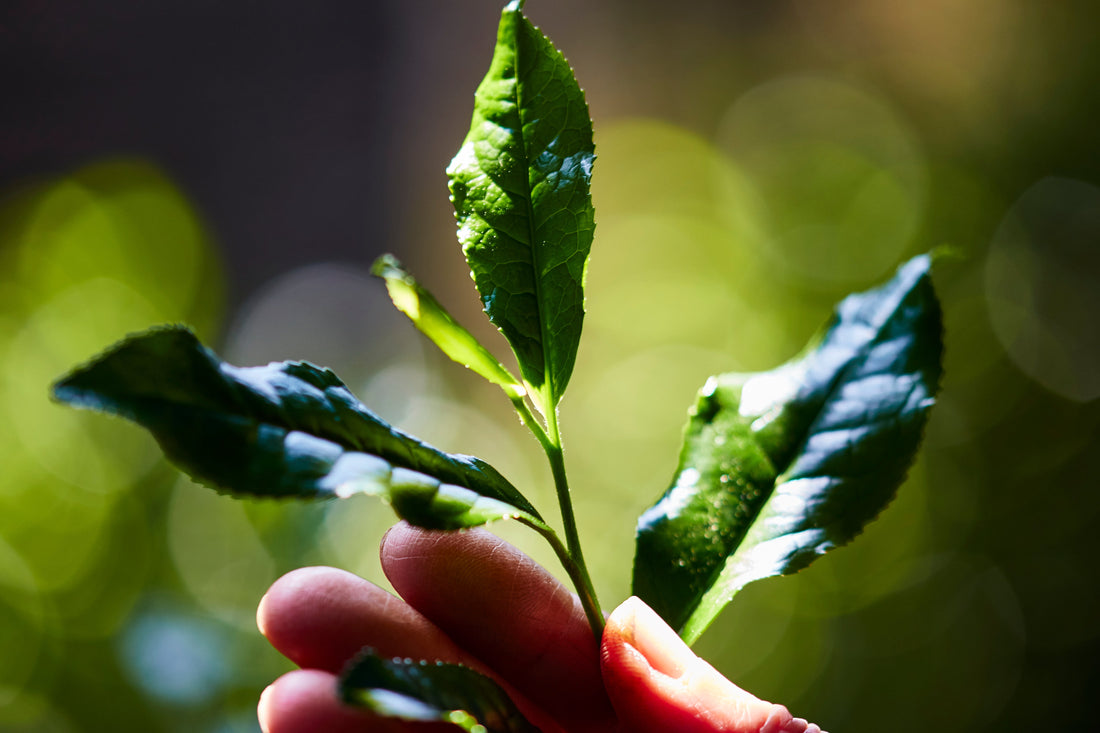 Was bewirkt grüner Tee mit Matcha? Ritual, Unterschied & Qualität