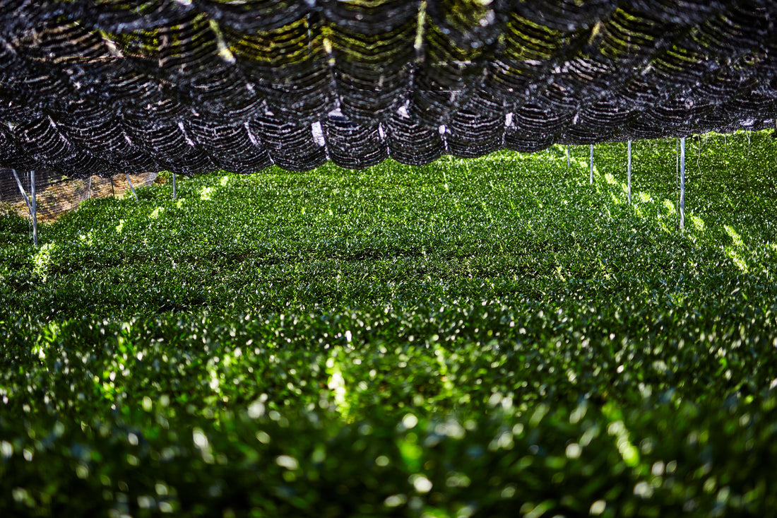 Was ist der Unterschied zwischen Matcha und Grüntee?